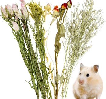 organic hamster food
