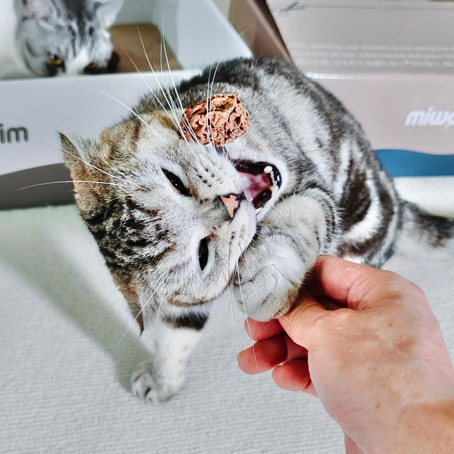4 PCS Silvervine Stick Cat Toy with Gall Fruit – Natural Lollipop-Shaped Matatabi Chew Toy for Cats – Catnip Alternative for Teeth Cleaning, Anxiety Relief & Interactive Play – 4.8" Cat Dental Toy - Happypetzone.online - Image 3