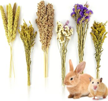 hamster treats healthy