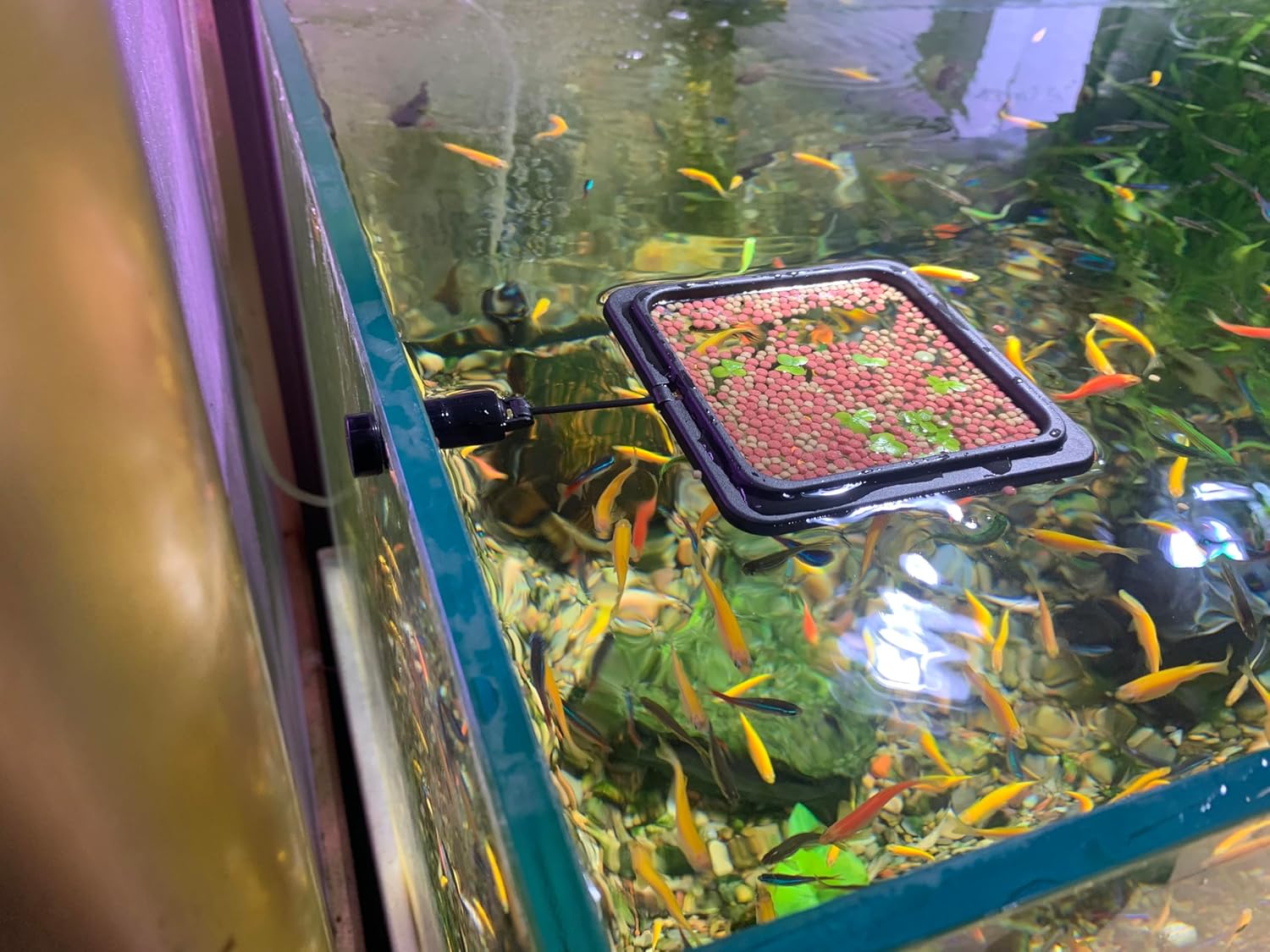 Magnetic Fish Feeding Ring, Floating Aquarium Feeder Ring for Fish Tank,Betta Feeding Ring for Goldfish, Guppy, Fresh/Saltwater Tanks- Prevents Food Scattering and Anti-Falling Off(Patented Product) - Happypetzone.online - Image 7