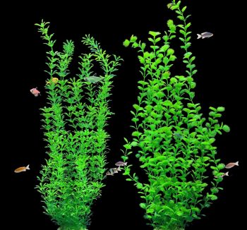 fish tank decorations plants