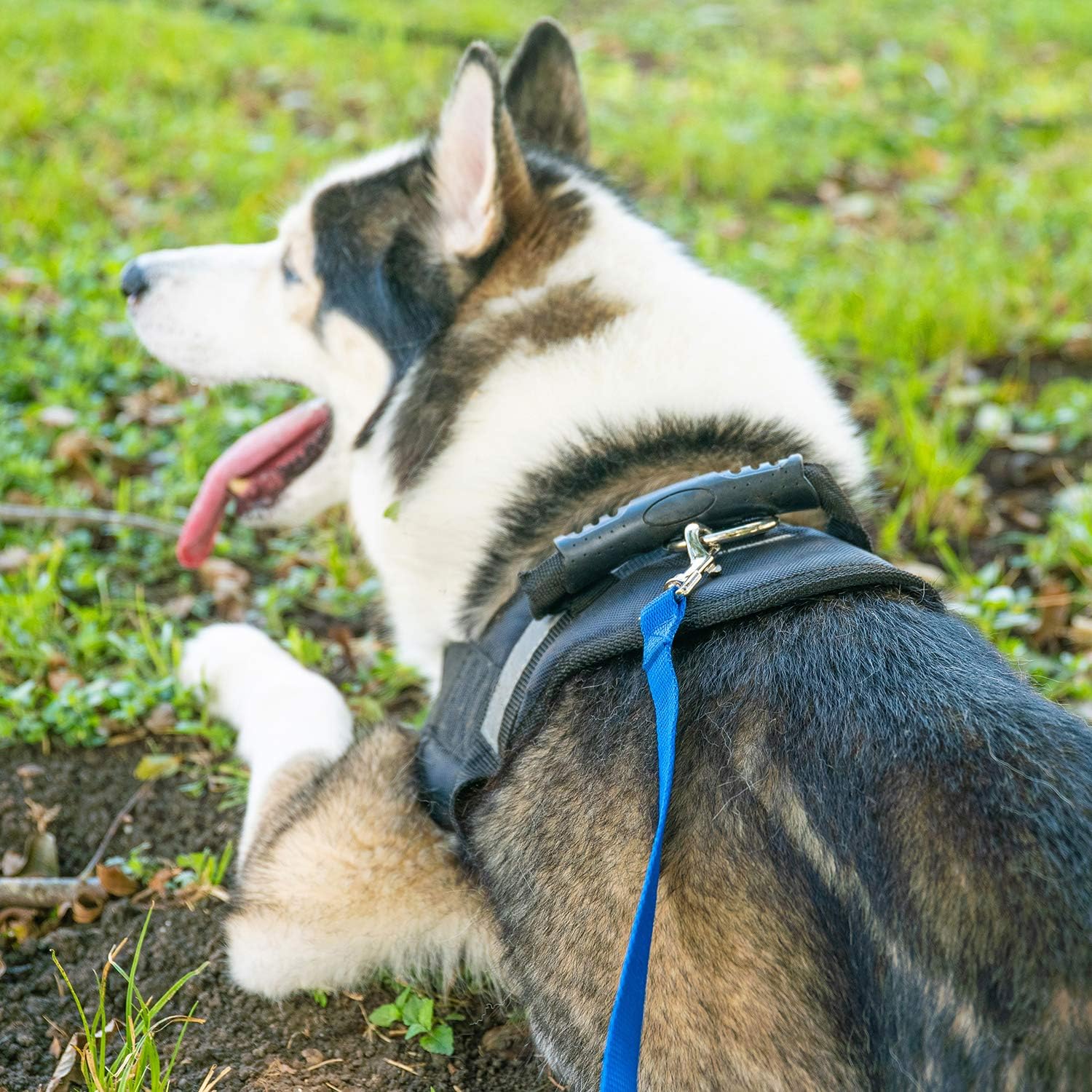 Hi Kiss Dog/Puppy Obedience Recall Training Agility Lead - 15ft 20ft 30ft 50ft 100ft Leash - Great for Play, Camping, or Backyard - Orange - Happypetzone.online - Image 5