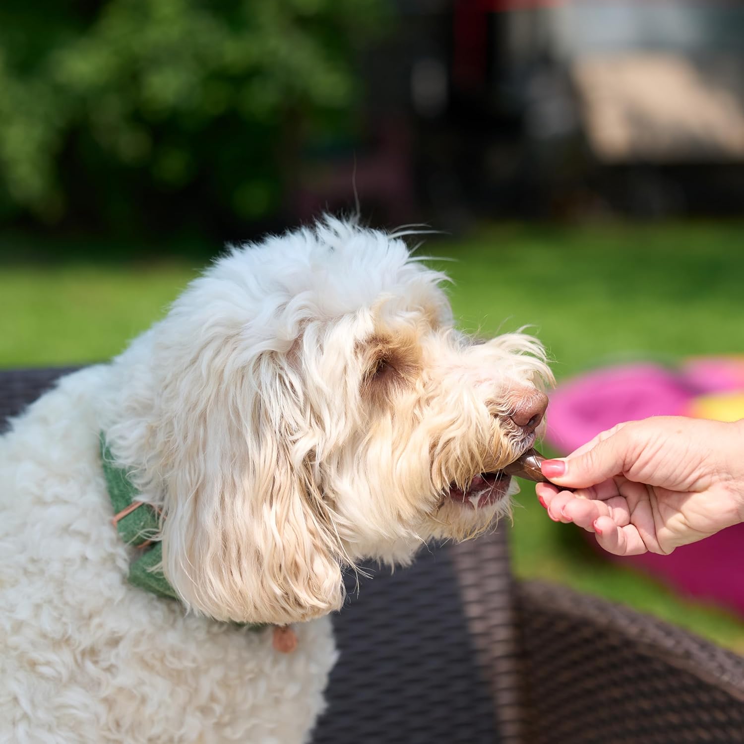 SPOT Pup Ice- Ready to Freeze at Home Dog Treats-Edible Chews for Medium Breed Dogs & Puppies with Real Chicken to Keep Your Pup Cool Year Round, Waffle Cone Strawberry Flavor, 2pcs - Happypetzone.online - Image 12