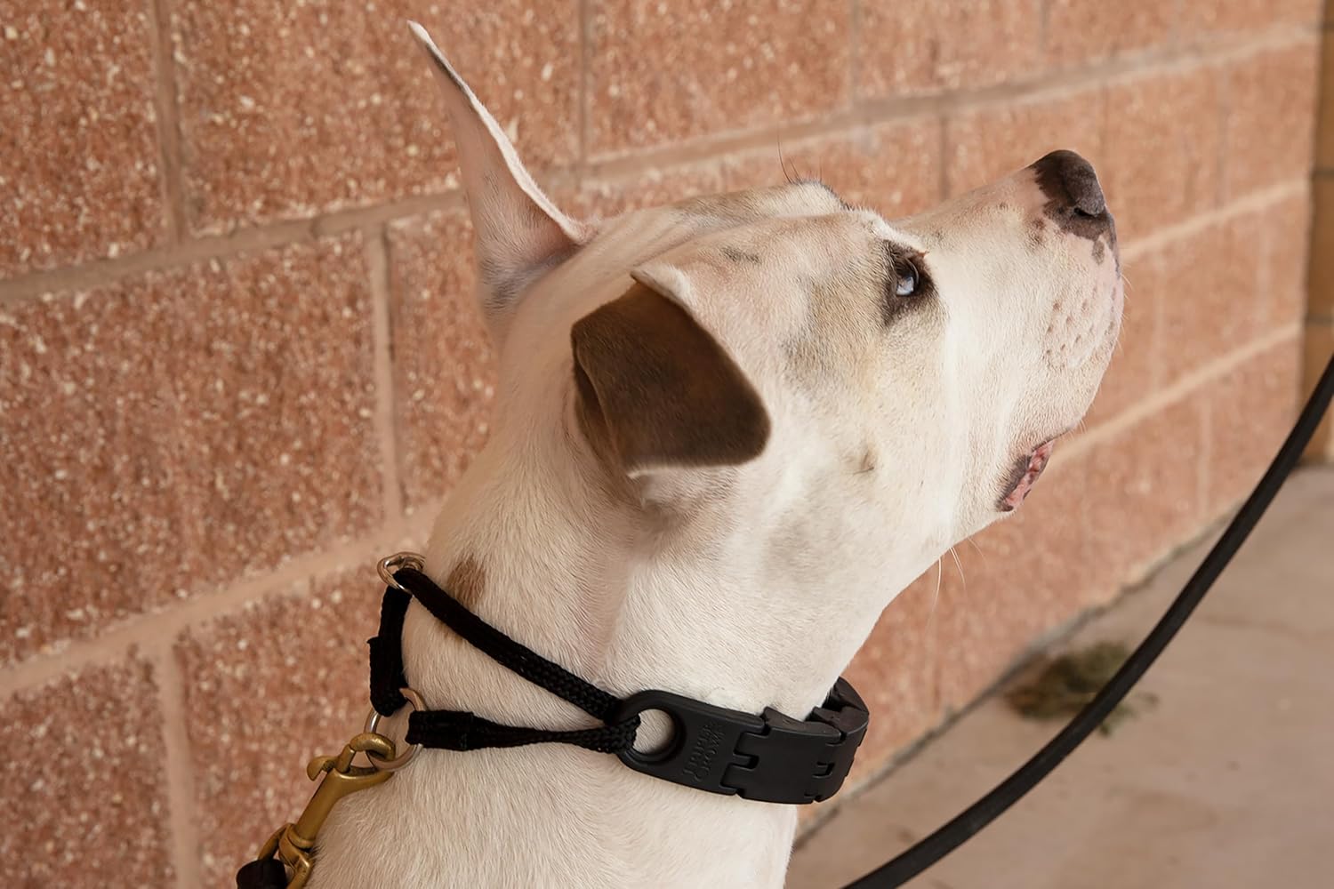 Starmark Pro-Training Dog Collar Large - Happypetzone.online - Image 5
