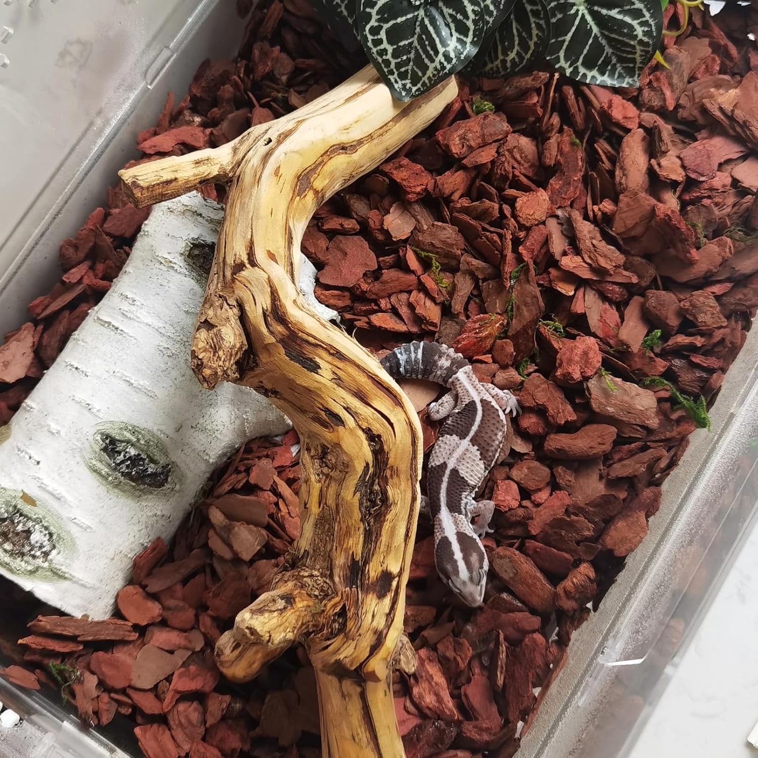 BNOSDM Reptile Cork Bark Substrate Bedding Tortoise Natural Cork Wood Chips Reptile Breeding Bedding Habitat Decor for Ball Python Lizard Snake Spiders Geckos Bearded Dragons Hermit Crabs (0.99LB) - Happypetzone.online - Image 4