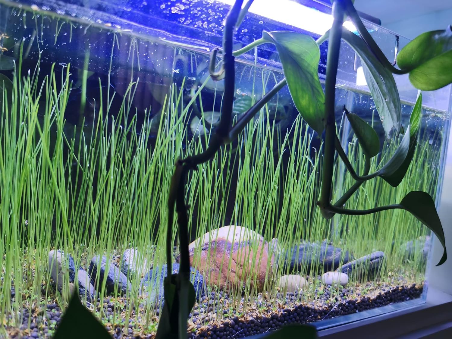 3 Aquarium Plants Set, (0.36ozTiny+0.36oz Long+0.36oz Short) Fresh Water Replacement for artificial, not Plastic, 3 types (0.36ozTiny+0.36oz Long+0.36oz Short) 28ABC, Green - Happypetzone.online - Image 6