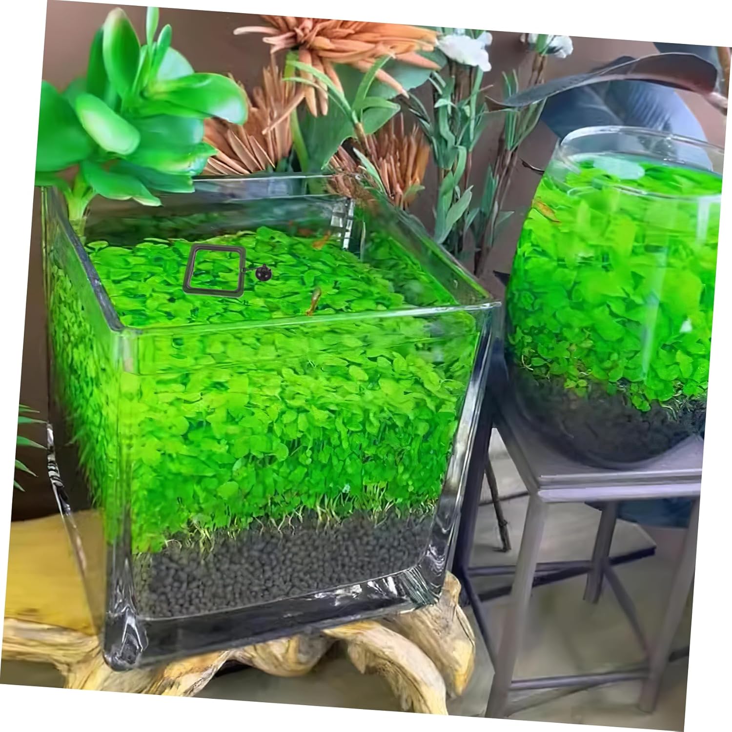 Square Floating Food Circle for Fish Feeding Aquarium Fish Feeder with Suction Cup for Flake and Floating Foods Durable Black Design for Betta Guppy Goldfish - Happypetzone.online - Image 4
