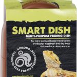 bearded dragon food