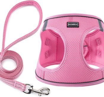 cat harness for small cats