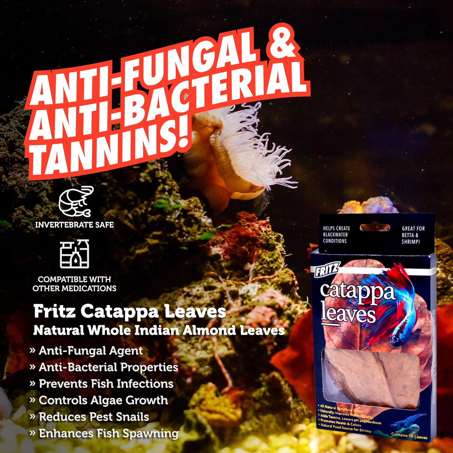 Fritz Catappa Leaves - Happypetzone.online - Image 3