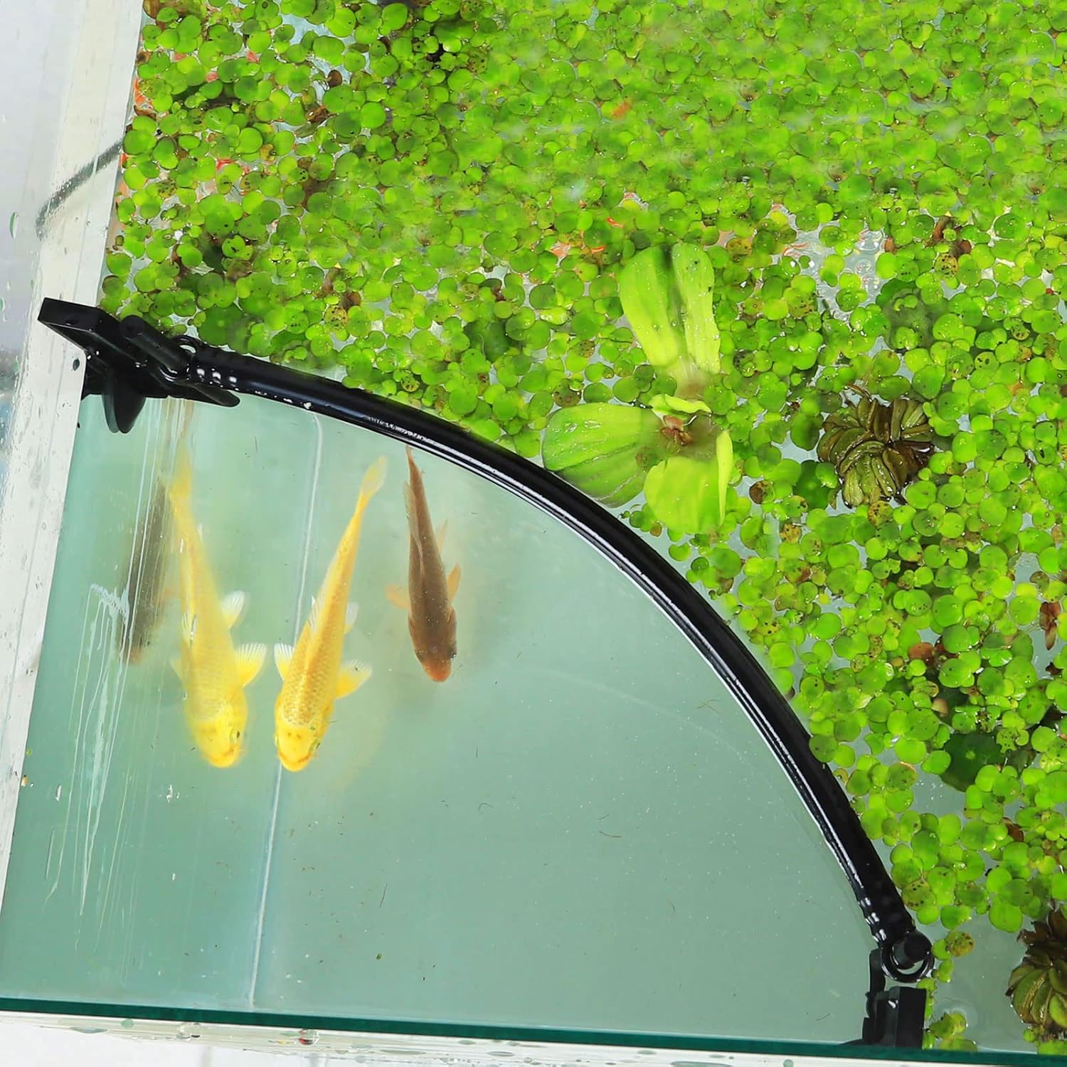 HOZOE Aquarium Floating Plant Corral, Intercepting Floating Plants from Filters and Heaters, Adjustable Height with Water Level, Can Be Used to Framed and Frameless Aquariums. (Style 1) - Happypetzone.online - Image 3