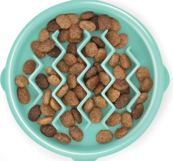 dog food for small dogs
