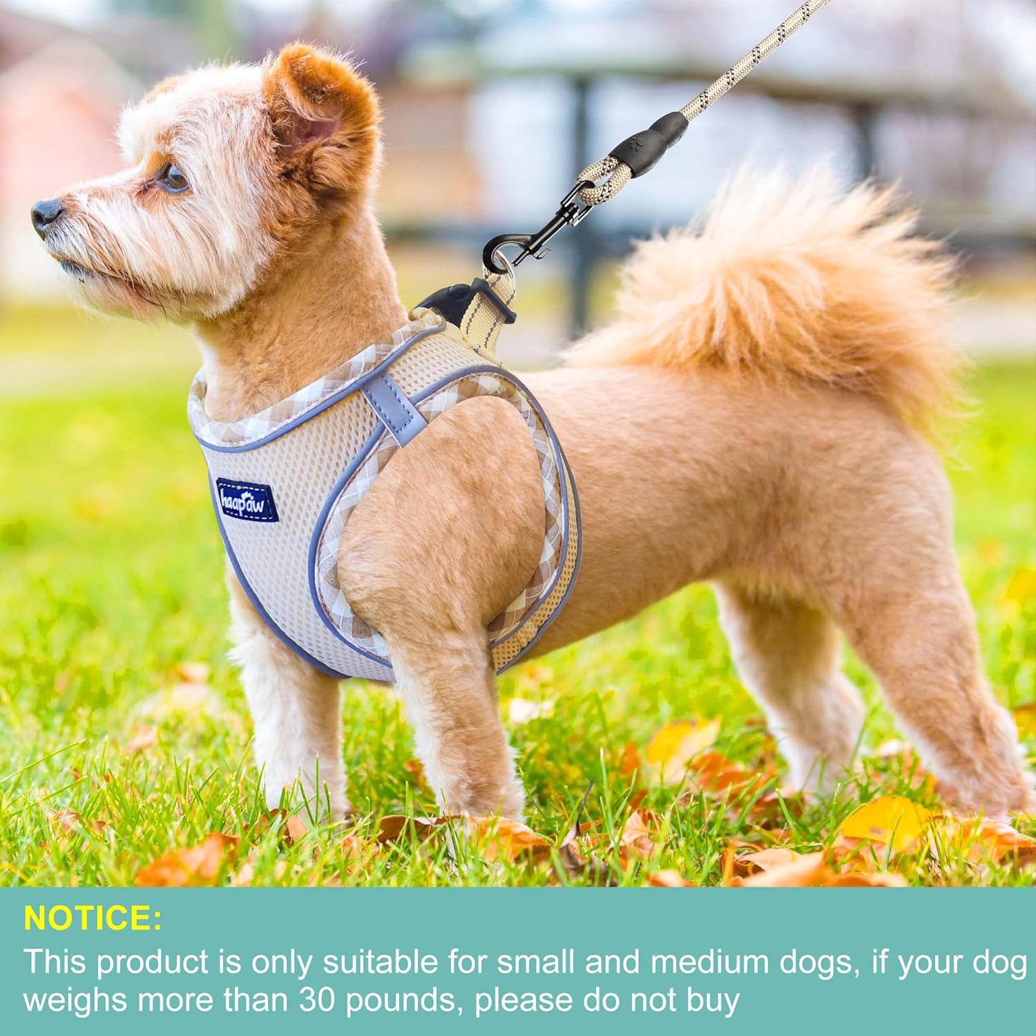 haapaw Dog Harness with Leash Set, No Pull Adjustable Reflective Step-in Puppy Harness with Thickened Padded Vest for Extra-Small/Small Medium Dogs - Happypetzone.online - Image 4