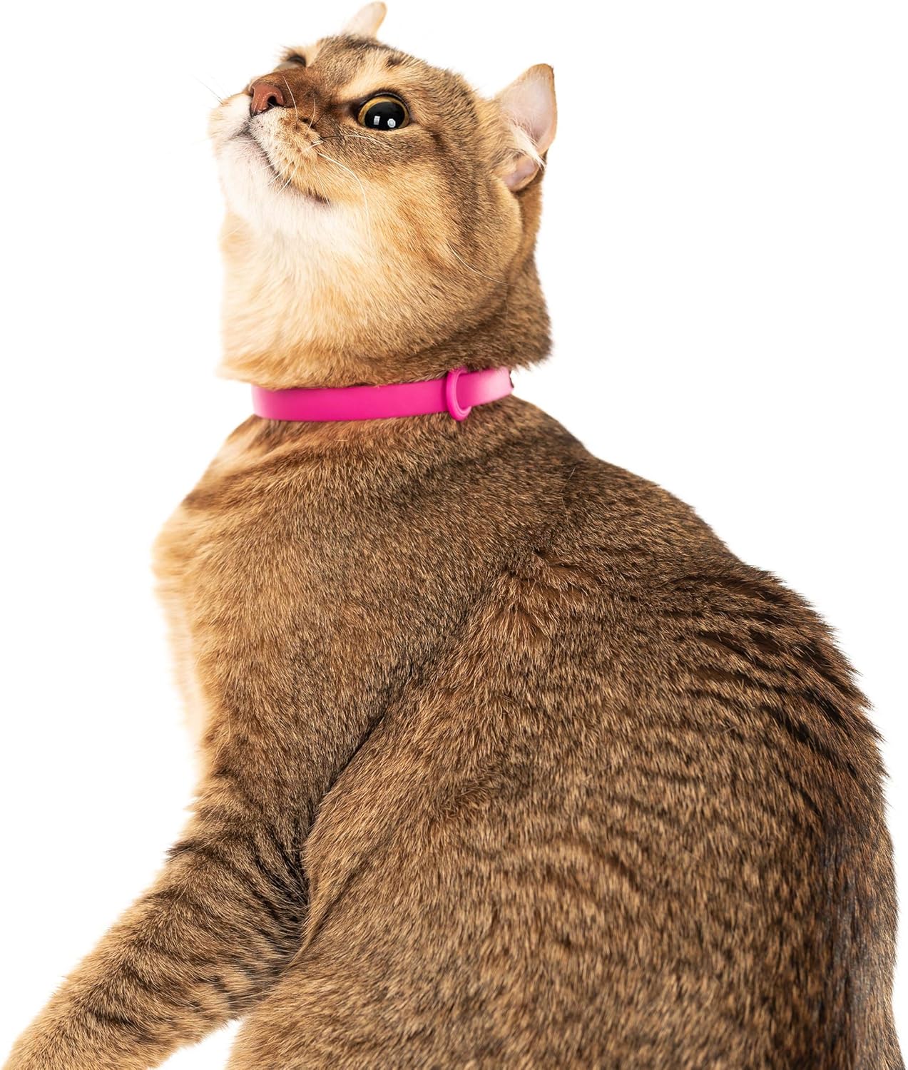 Breakaway Cat Collar - Soft, Comfortable, and Lightweight Safety Buckle Collar with Name Tag Ring for Outdoor Cats and Sensitive Skin Kittens by Nuvuq (6 ⅞" to 10 ¼", Pink) - Happypetzone.online - Image 5