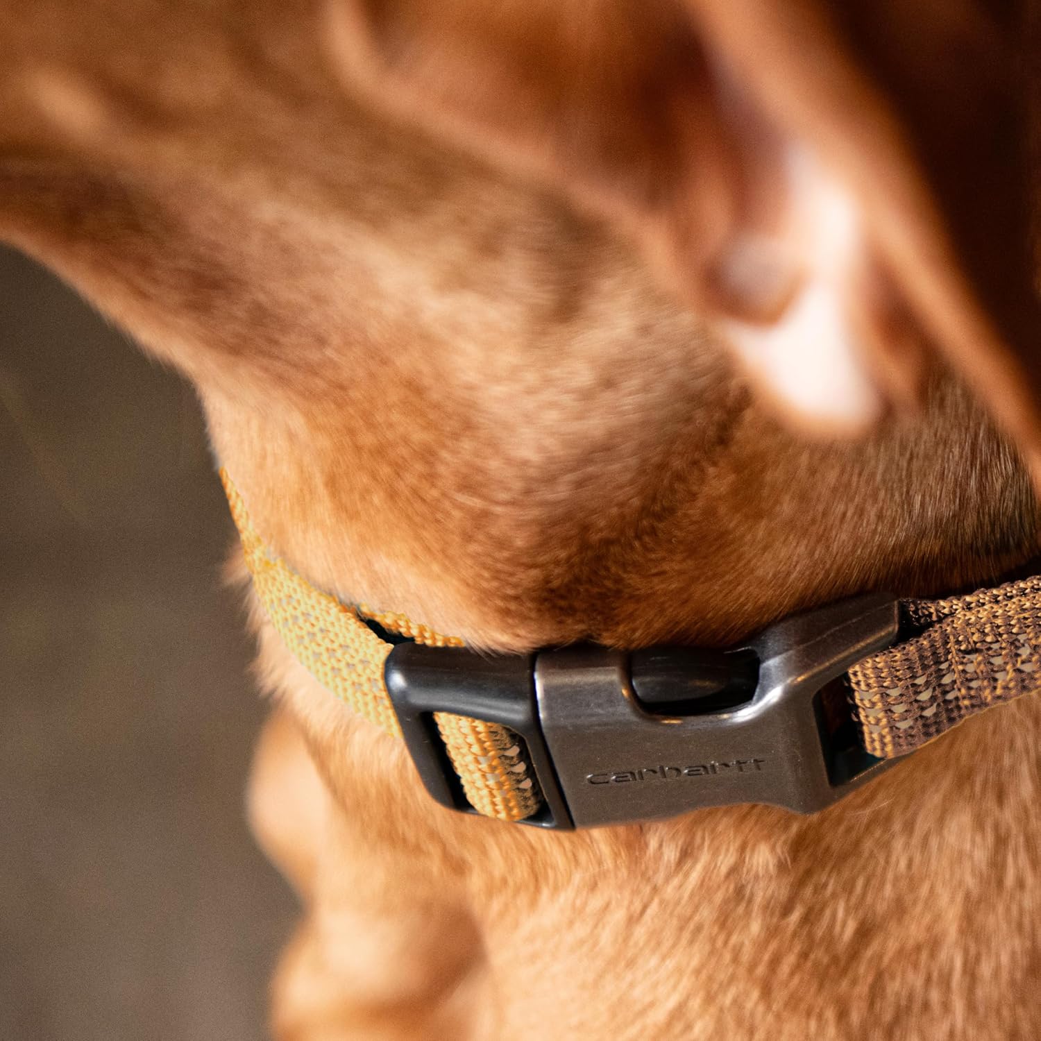 Carhartt Nylon Webbing Dog Collar, Fully Adjustable W/Durable Side Release Buckle and Reflective Stitching, Shaded Spruce, Medium - Happypetzone.online - Image 5