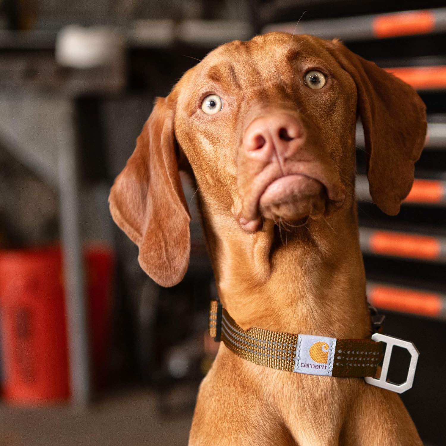 Carhartt Nylon Webbing Dog Collar, Fully Adjustable W/Durable Side Release Buckle and Reflective Stitching, Shaded Spruce, Medium - Happypetzone.online - Image 4