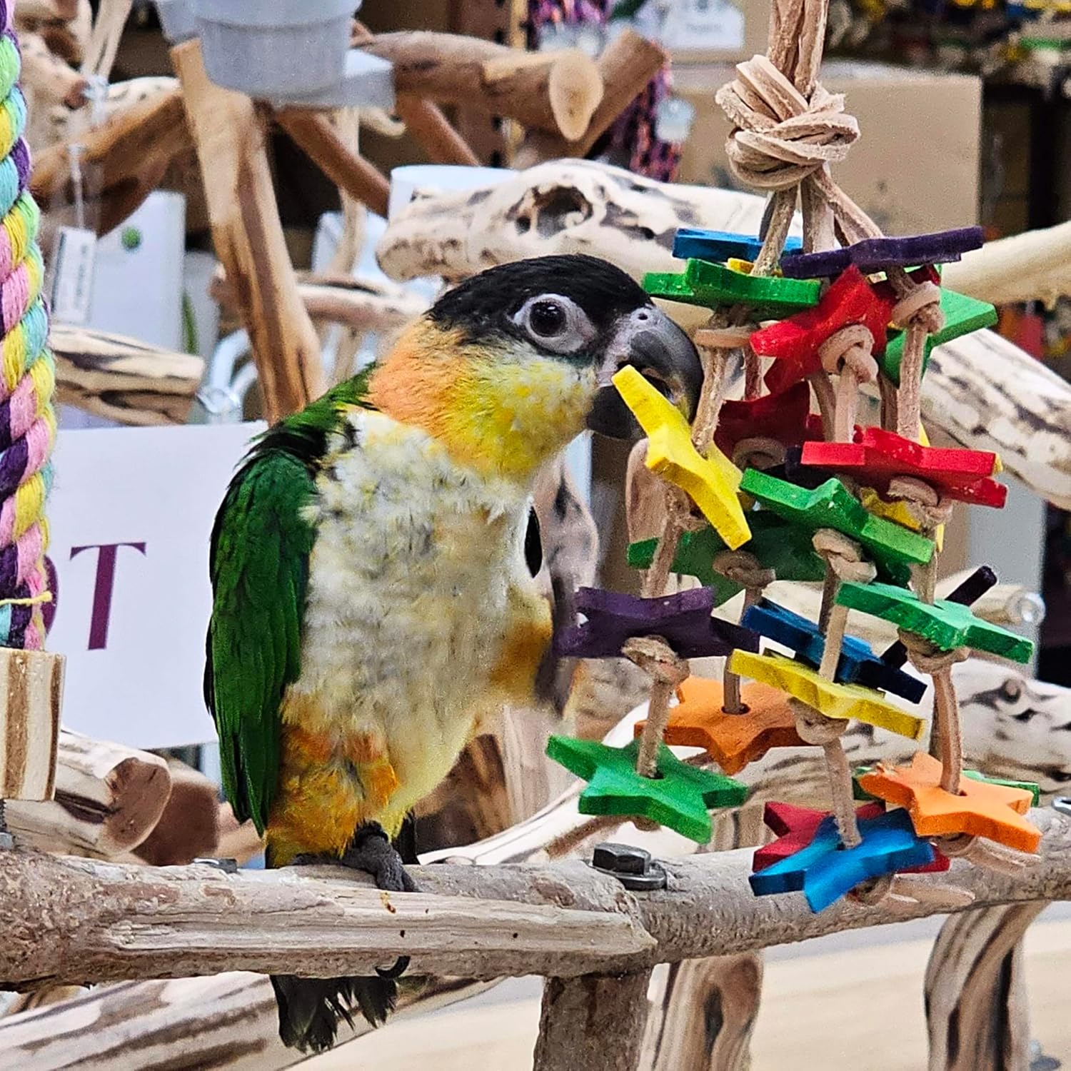 Birds LOVE Wood Stars & Leather Toy for Bird Cage Stand or Playgym, Bird Toys for Small to Medium Parrots, Sun Conures, Green Cheeked Conures, Quakers, Parakeets, Caiques, Cockatiels, African Senegals - Happypetzone.online - Image 5