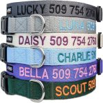 personalized dog collar