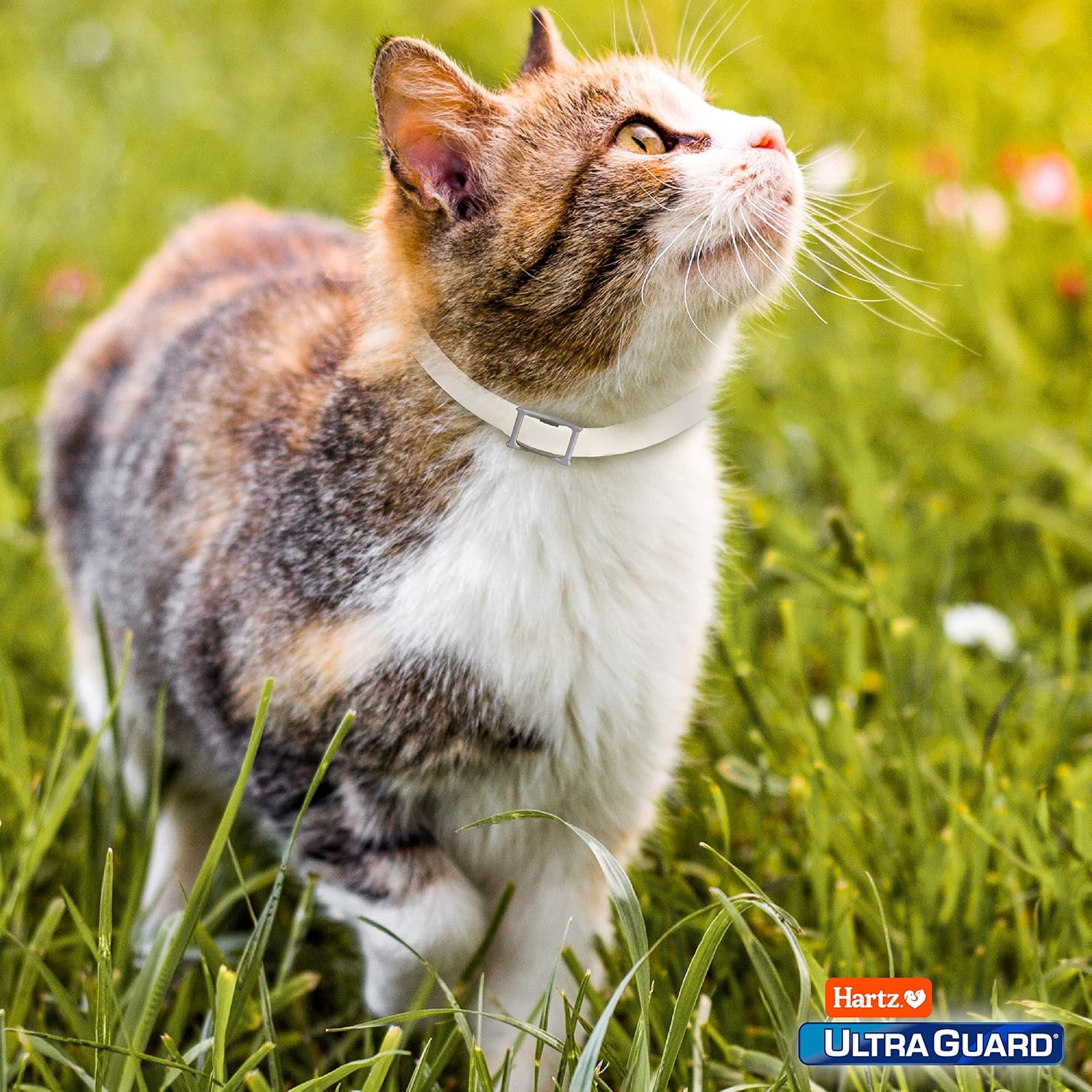 Hartz UltraGuard Purple Flea & Tick Collar for Cats and Kittens - 7 Month Protection - Happypetzone.online - Image 8