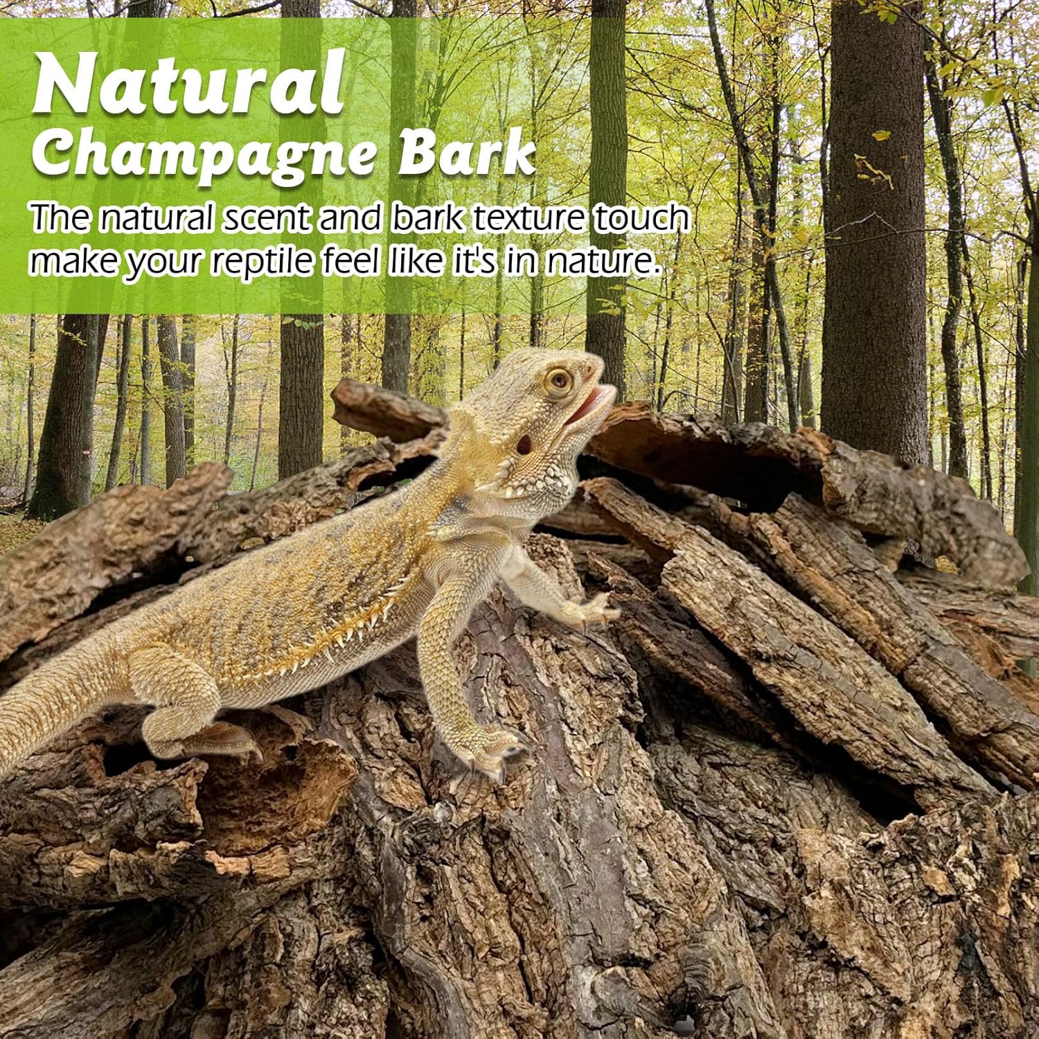 Reptile Cork Bark Bulk 1 Lb Reptile Bark Bedding Natural Flat Cork Wood Pieces Terrarium Substrate Tank Supplies for Bearded Dragon Snake Spiders Hermit Crabs Geckos Tortoise - Happypetzone.online - Image 3
