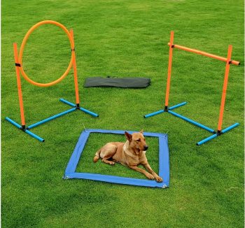 best dog training equipment