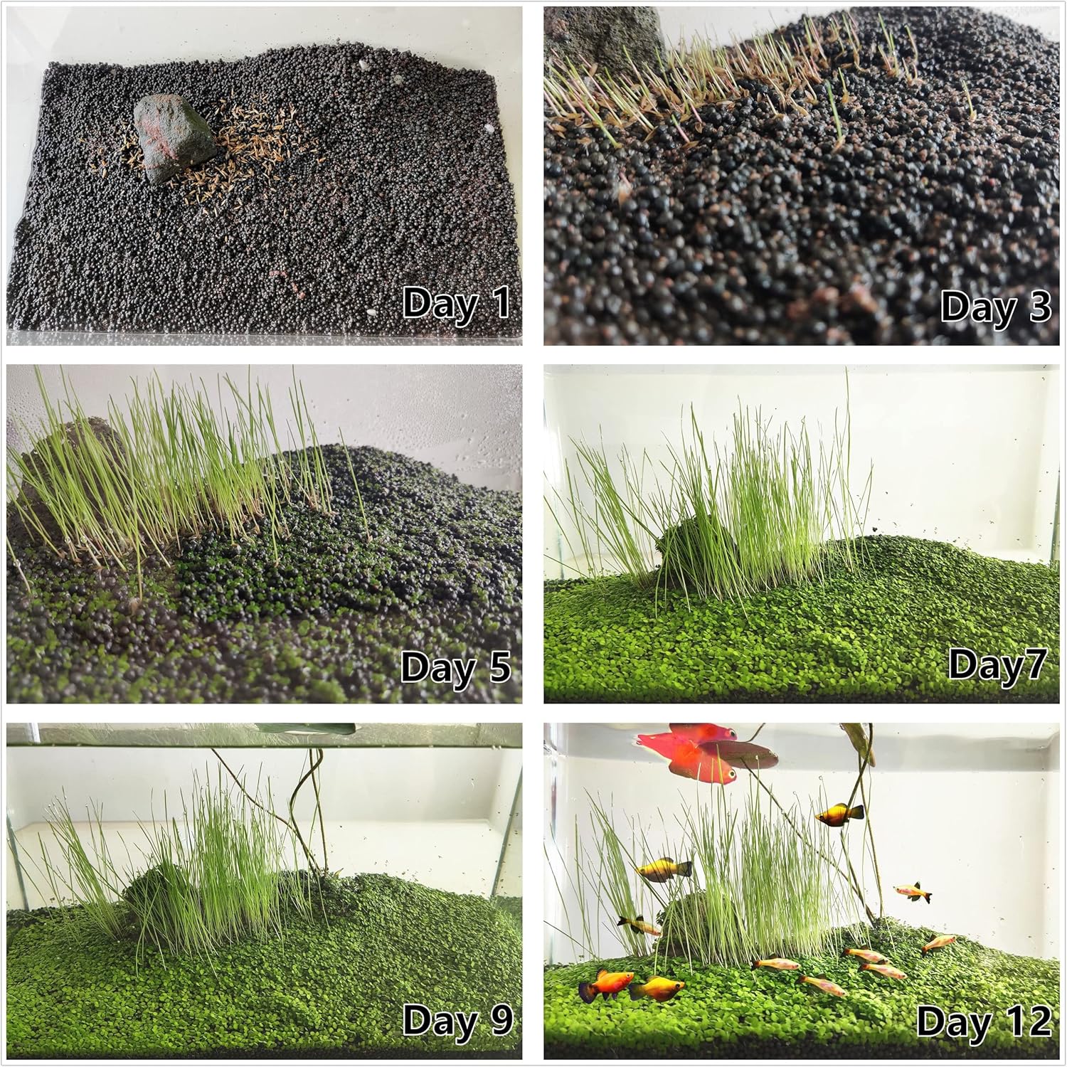 3 Aquarium Plants Set, (0.36ozTiny+0.36oz Long+0.36oz Short) Fresh Water Replacement for artificial, not Plastic, 3 types (0.36ozTiny+0.36oz Long+0.36oz Short) 28ABC, Green - Happypetzone.online - Image 2